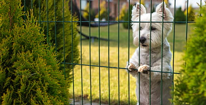 A dog standing behind the fence and guarding